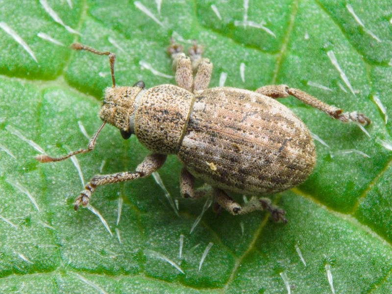 Strophosoma capitatum (De Geer, 1775)